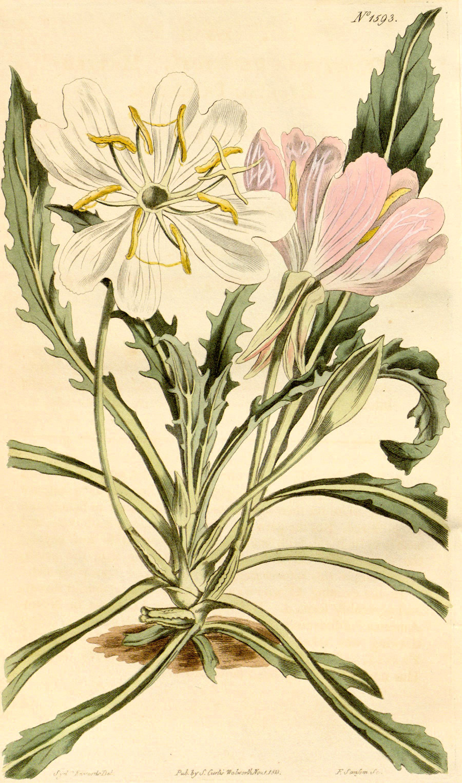 Onagraceae Oenothera cespitosa